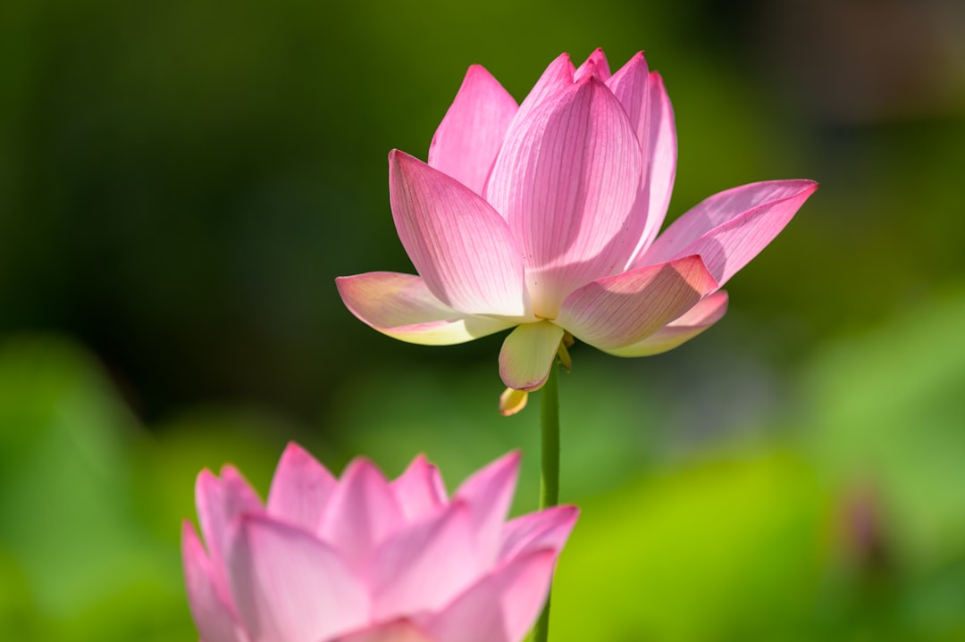 pink lotus flower in bloom during daytime