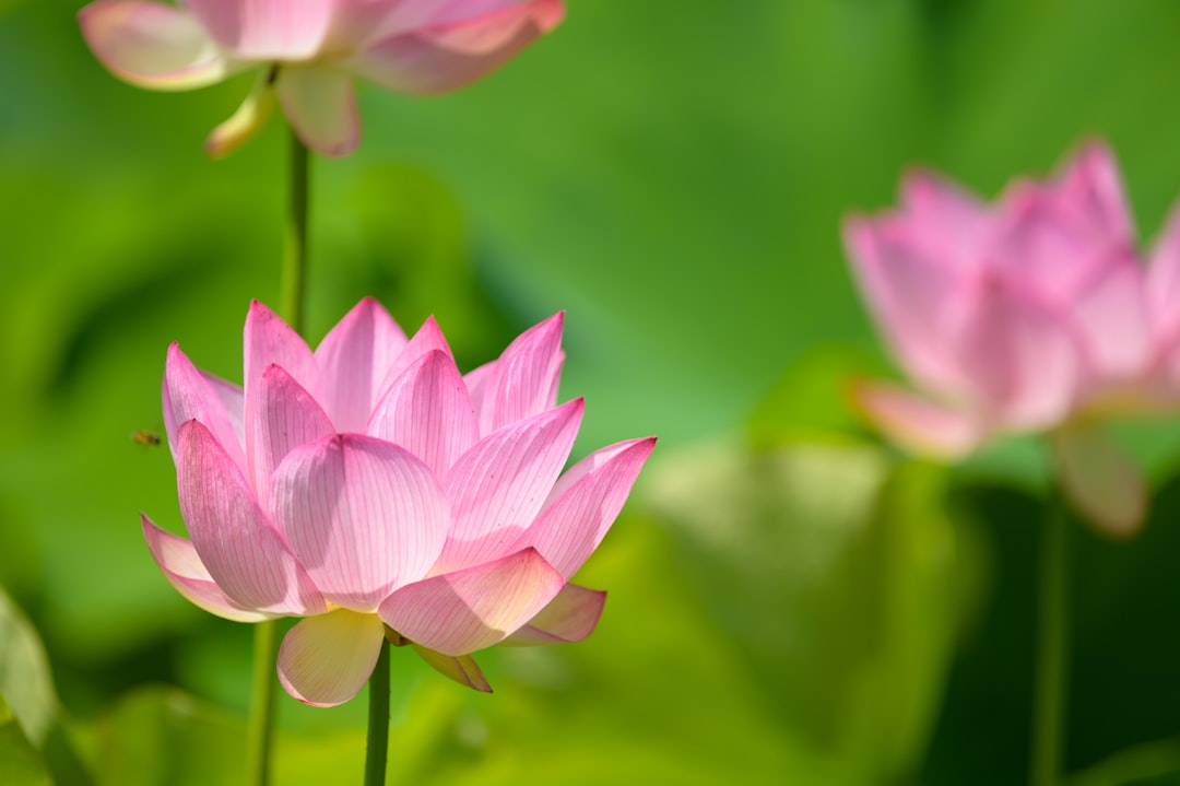 pink lotus flower in bloom during daytime