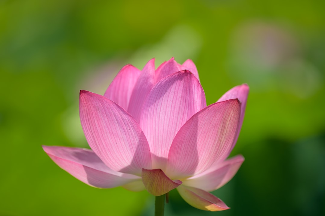 pink lotus flower in bloom during daytime