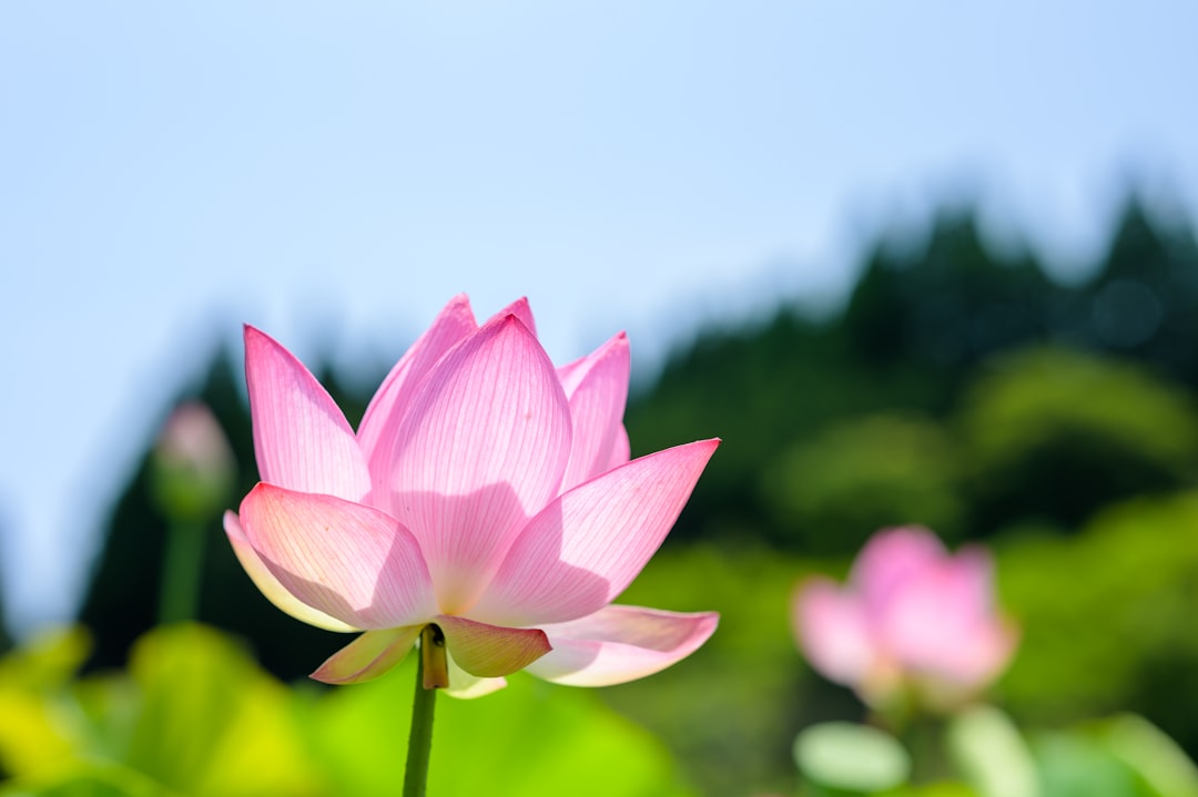 pink lotus flower in bloom during daytime