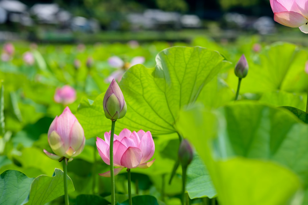 pink lotus flower in bloom during daytime