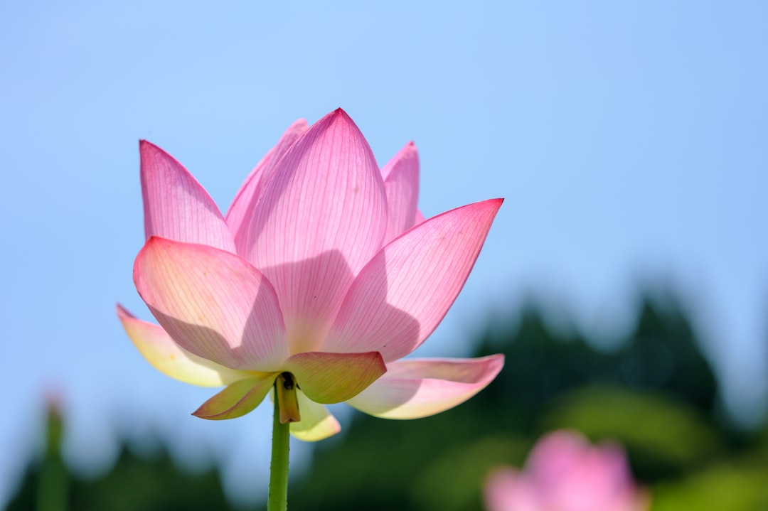 pink lotus flower in bloom during daytime