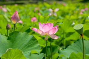 A vibrant pink lotus flower in full bloom stands out among large, lush green leaves. Nearby, several lotus buds are visible, and a seed pod is present. The bright sunlight enhances the vividness of the colors, providing a serene and natural setting.