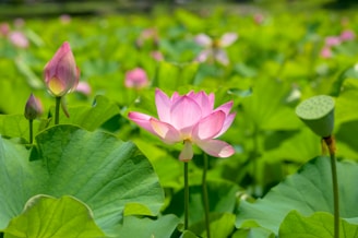 A vibrant pink lotus flower in full bloom stands out among large, lush green leaves. Nearby, several lotus buds are visible, and a seed pod is present. The bright sunlight enhances the vividness of the colors, providing a serene and natural setting.
