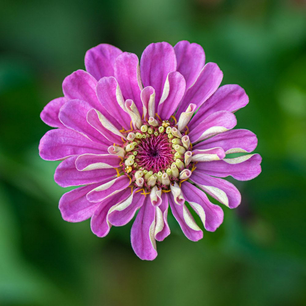 fleur violette dans une lentille à bascule