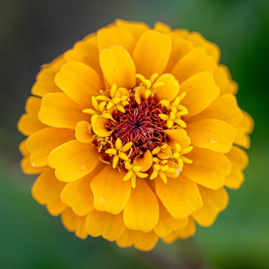 A vibrant, close-up image of a fully bloomed flower with bright yellow petals. The center has intricate red and yellow patterns, surrounded by detailed pollen structures. The background is softly blurred green, highlighting the flower’s vivid colors.