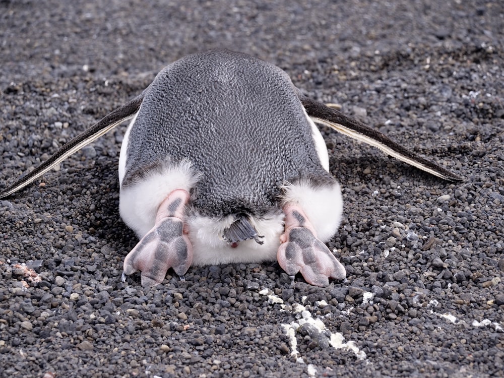 white and black penguin on brown soil