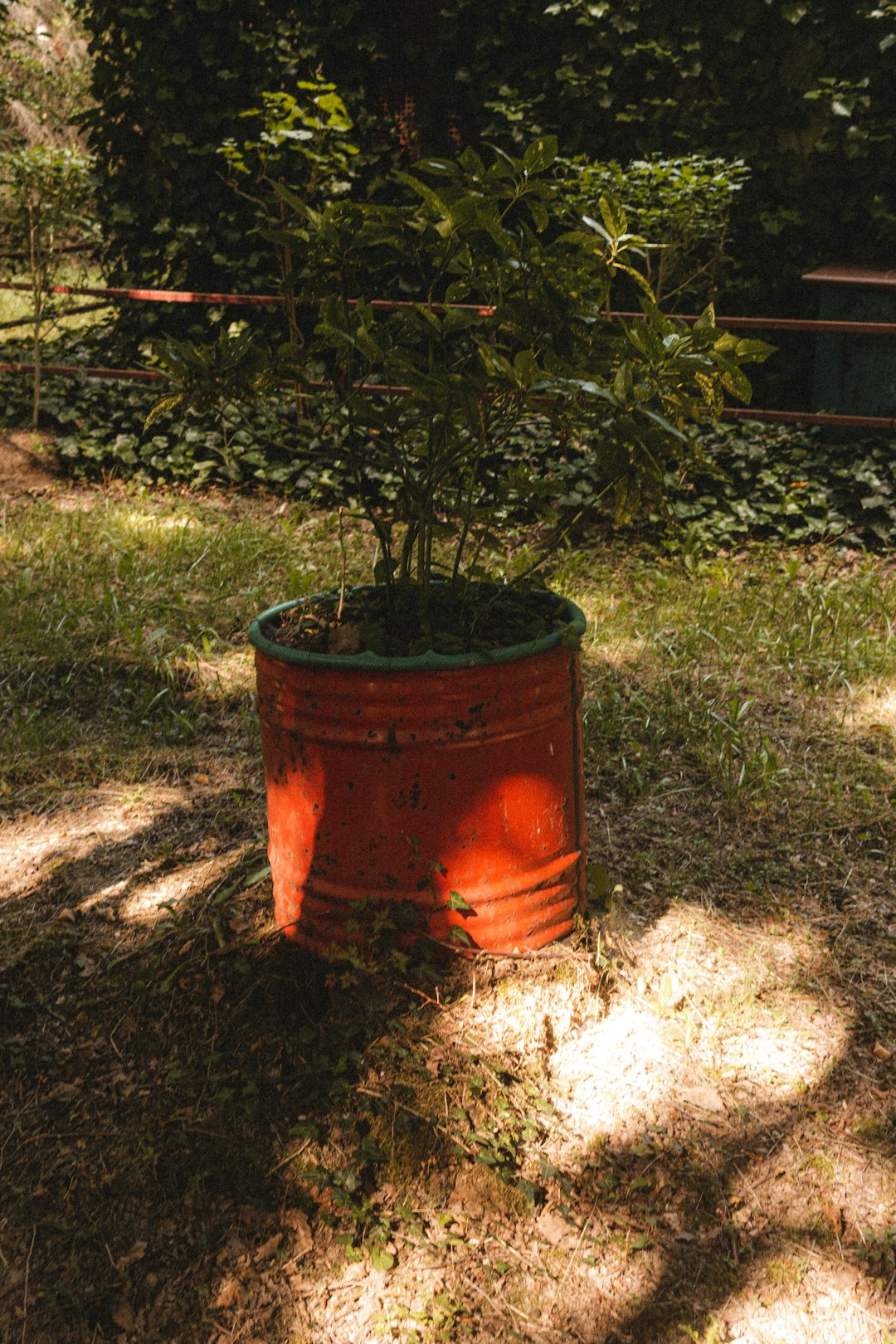 green plant on brown pot