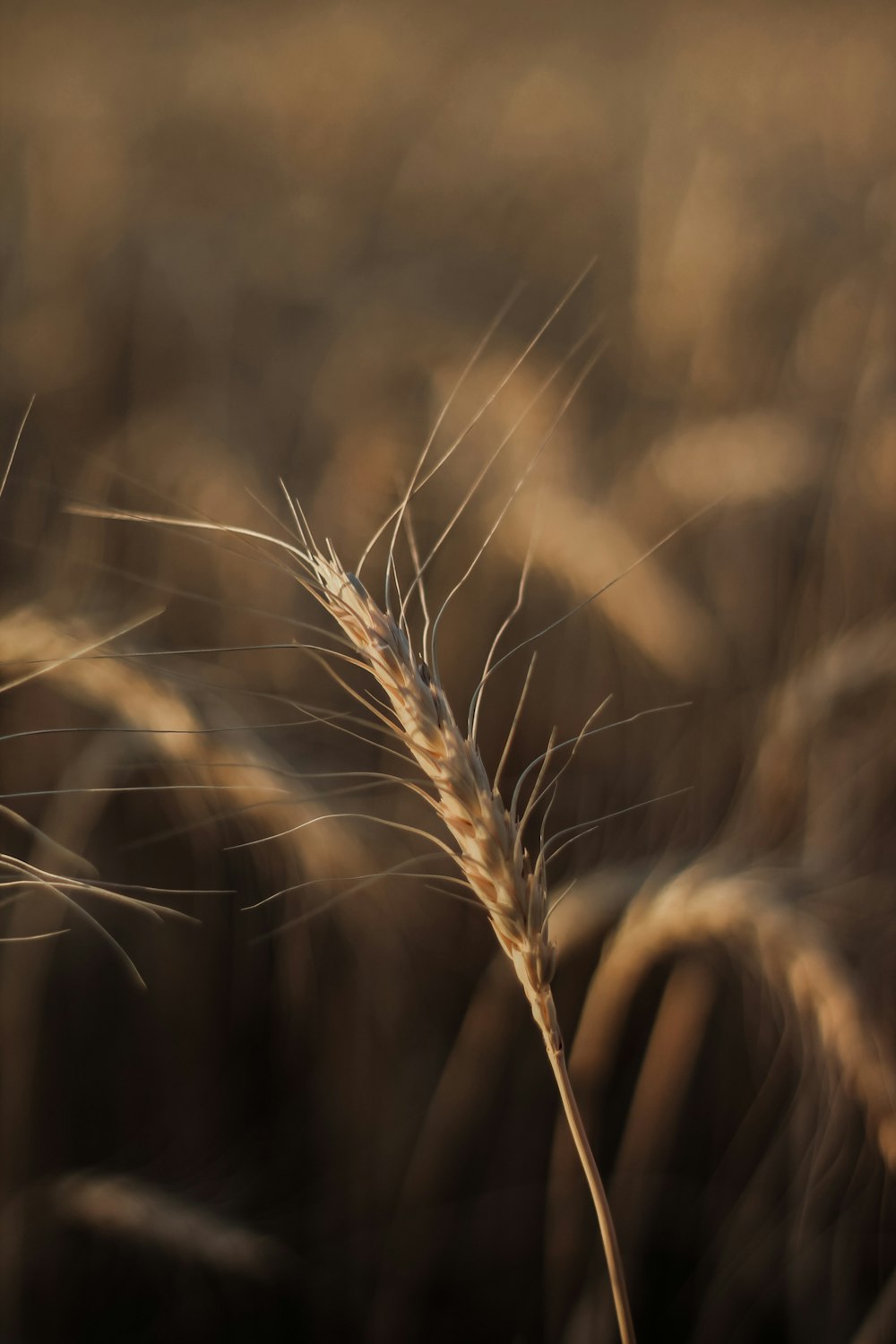 brown wheat in close up photography