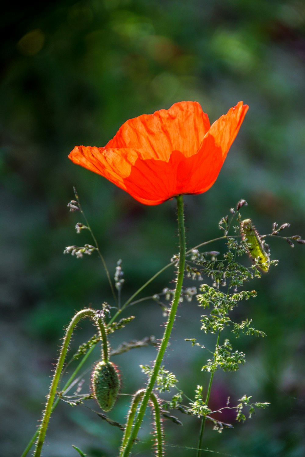 orange poppy in bloom during daytime