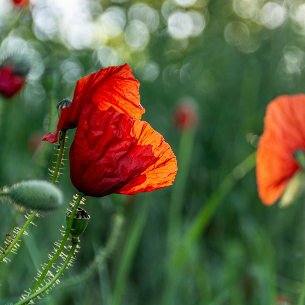 red poppy in bloom during daytime