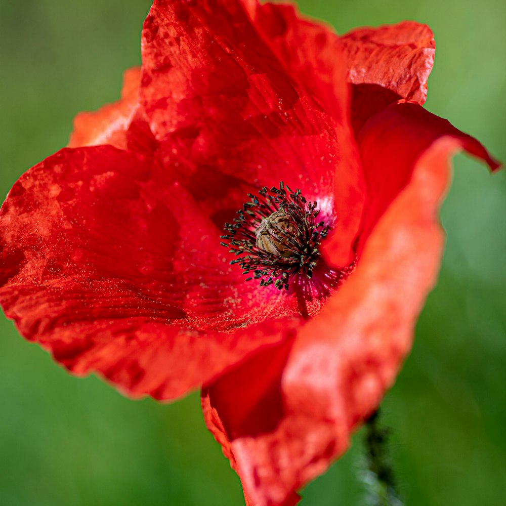 red poppy in bloom during daytime