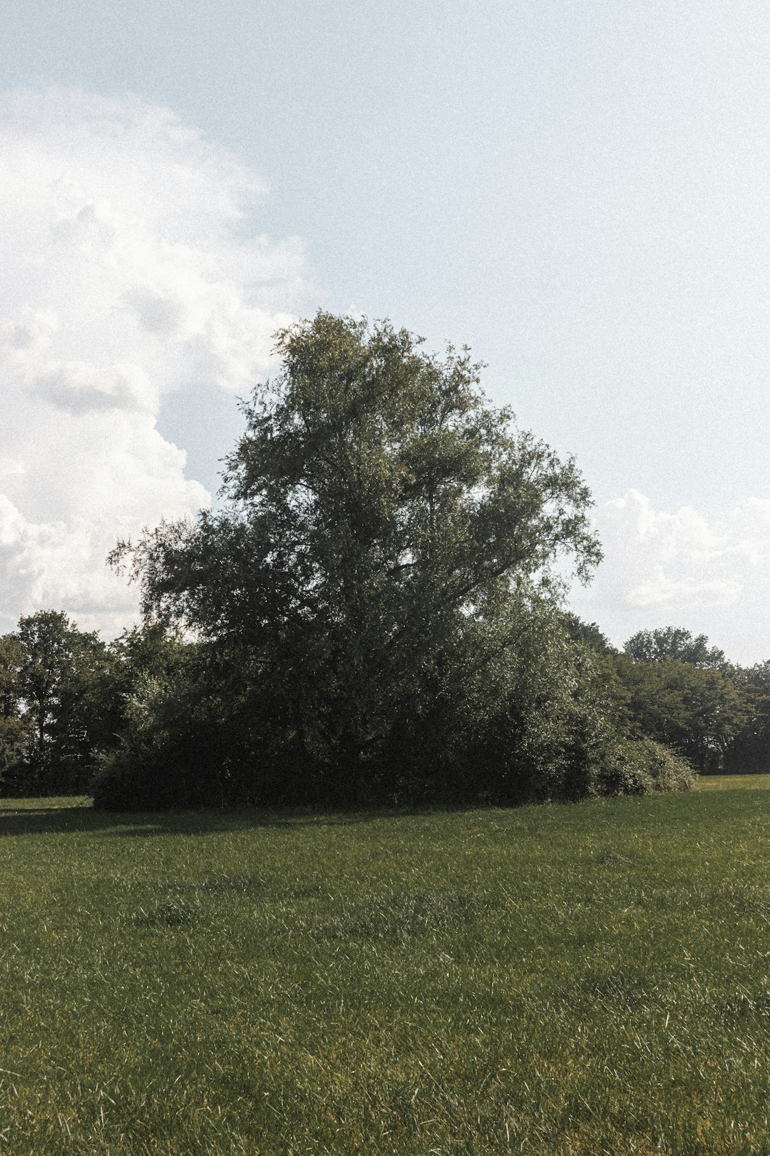 green grass field with green trees under blue sky during daytime