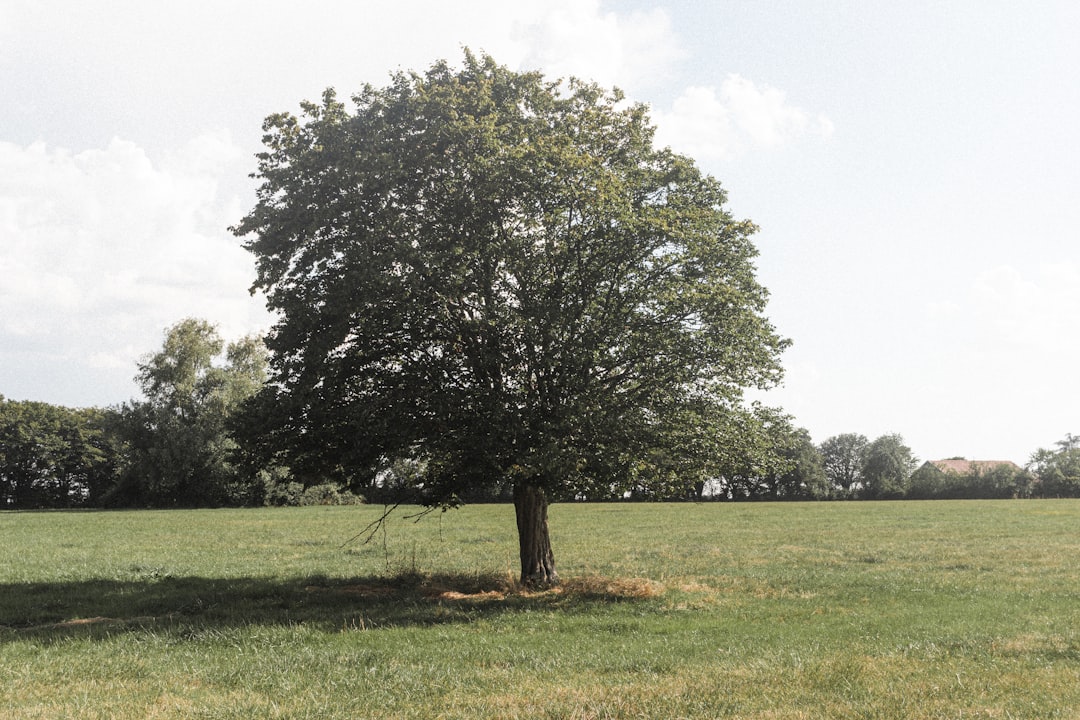 green tree on green grass field during daytime