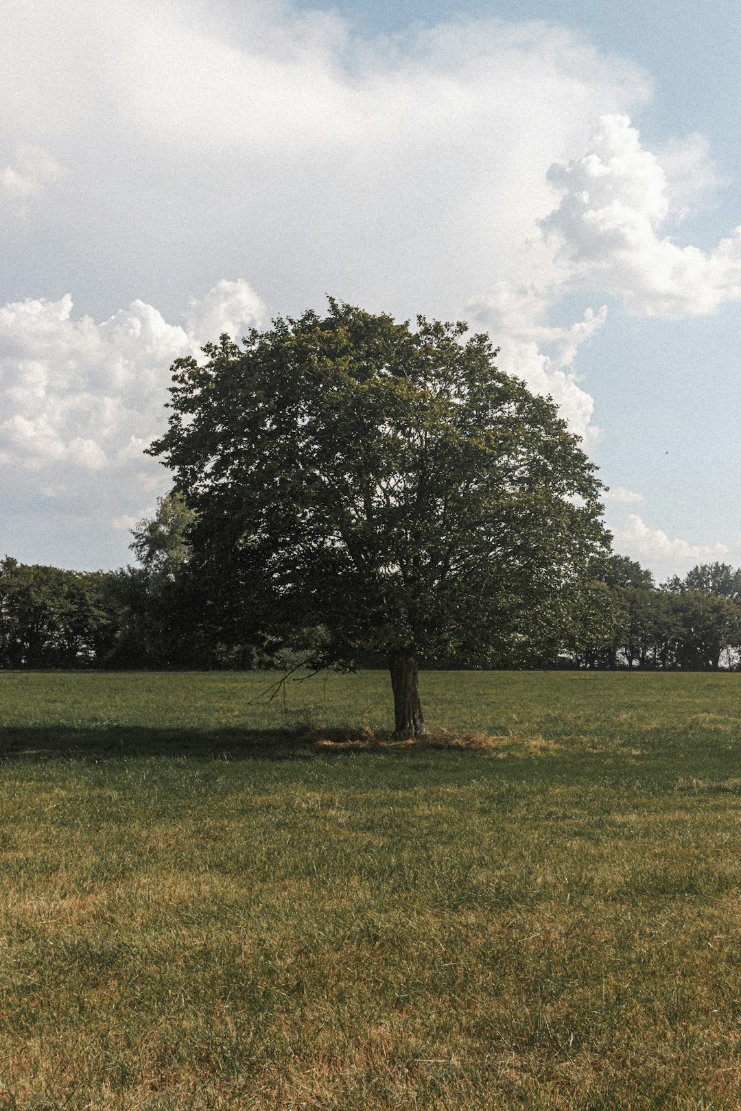 green tree on green grass field under white clouds during daytime