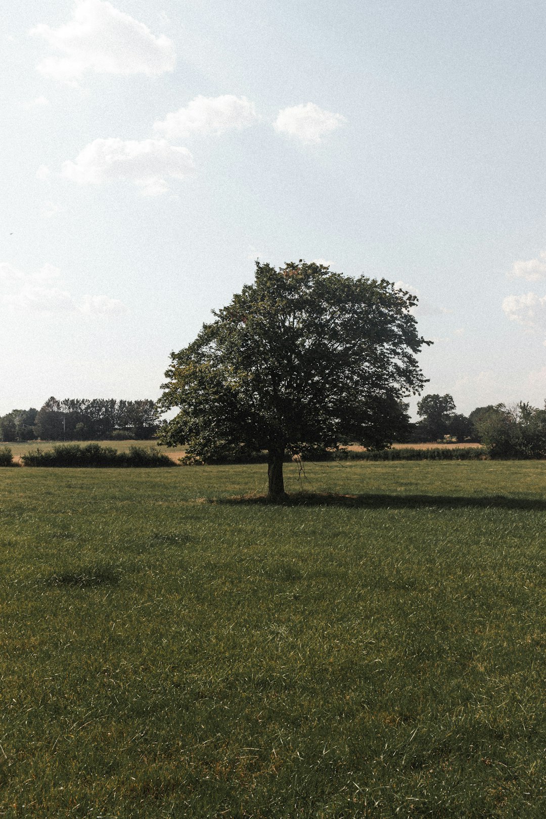 green tree on green grass field during daytime