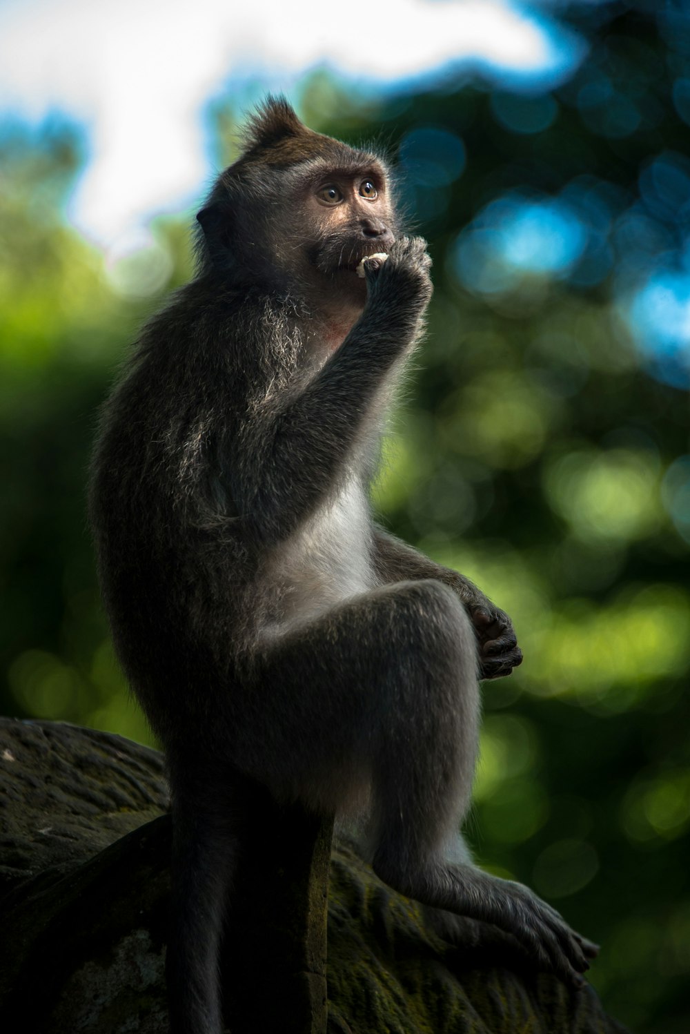 macaco marrom no galho marrom da árvore durante o dia