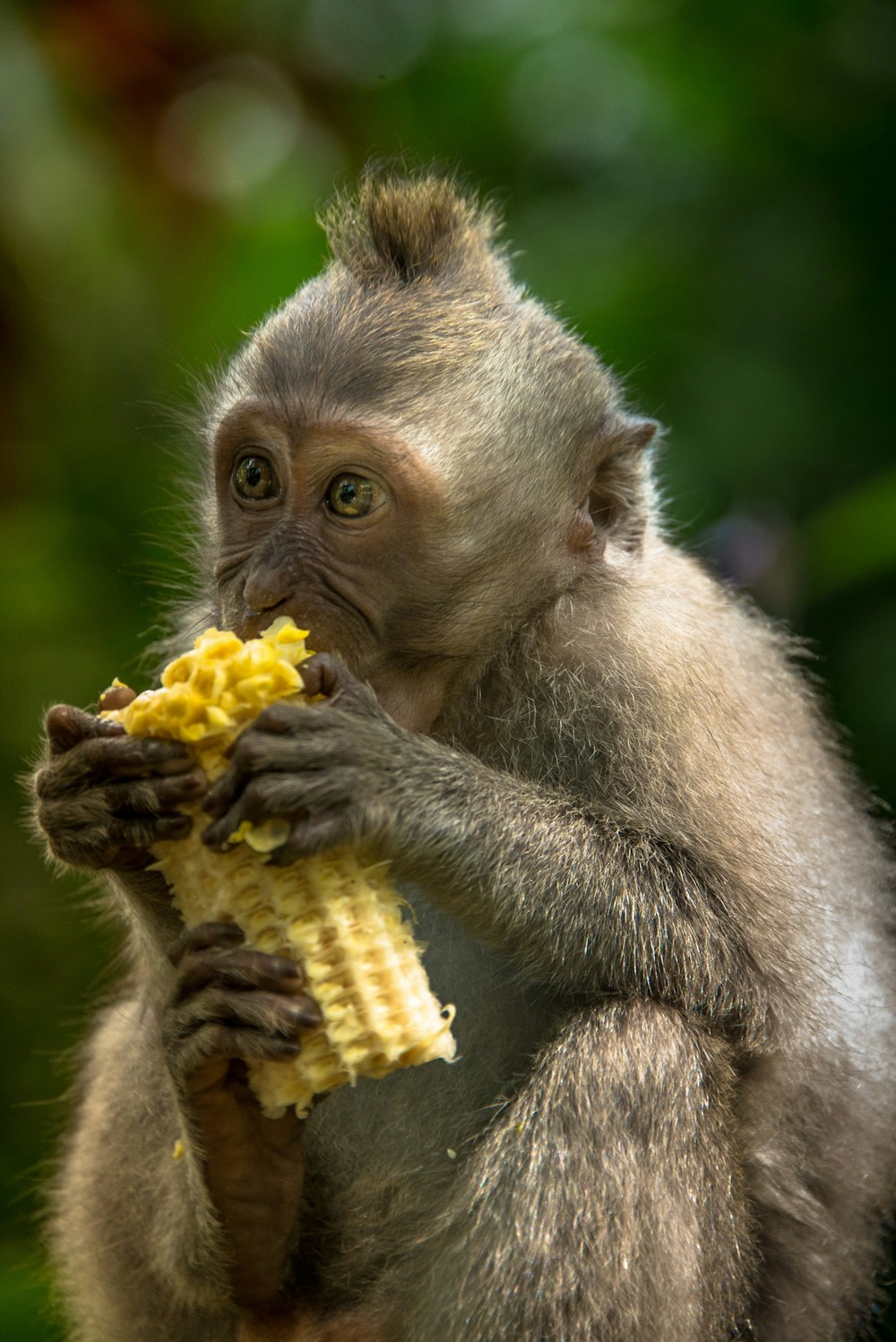 brown monkey eating corn during daytime
