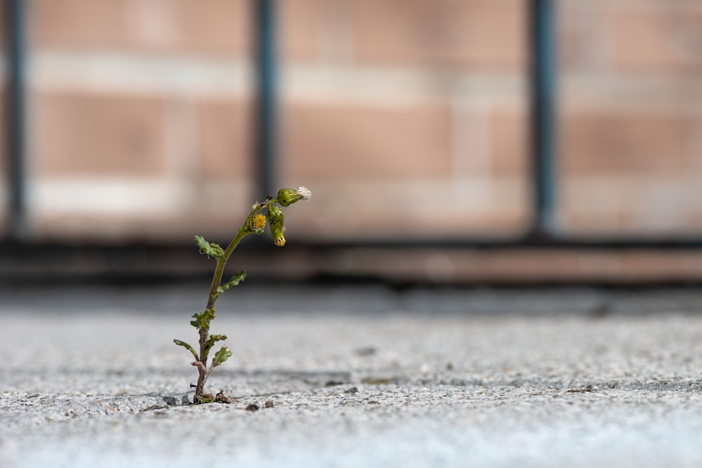 green plant on gray concrete floor