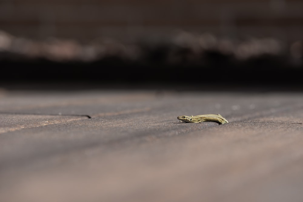 green frog on brown wooden surface