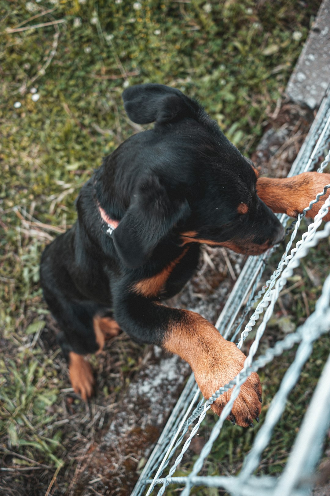 black and tan short coat medium sized dog