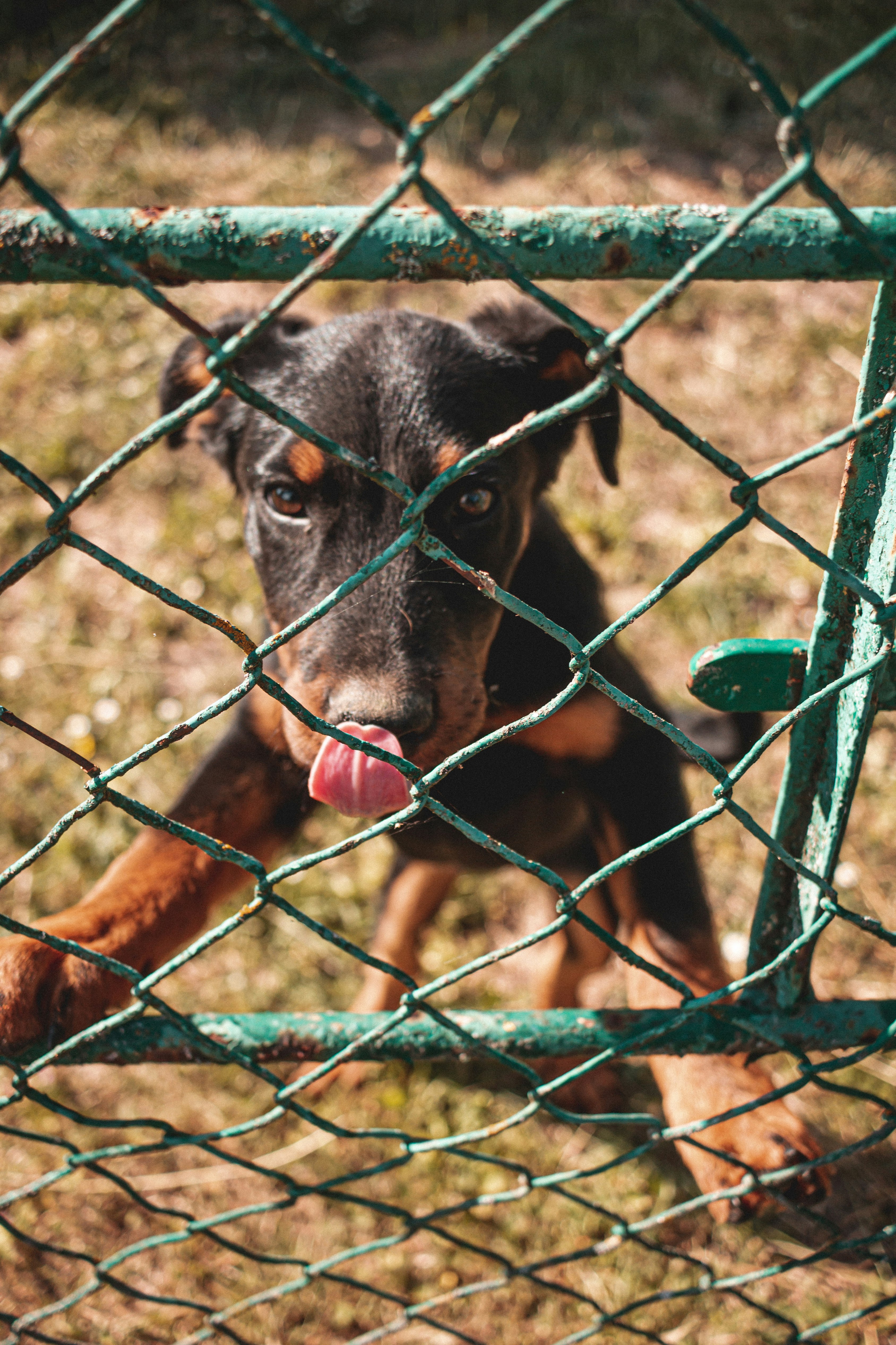 black and tan short coat medium sized dog on green metal fence during daytime