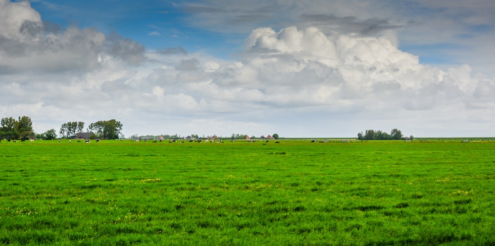 campo de hierba verde bajo nubes blancas y cielo azul durante el día