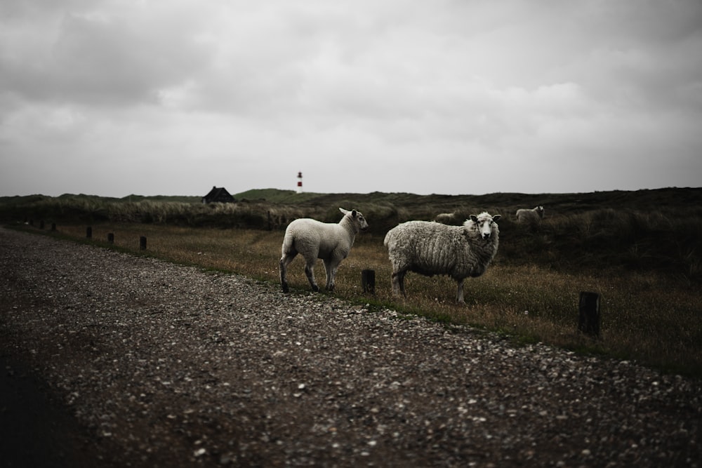 herd of sheep on green grass field under white cloudy sky during daytime