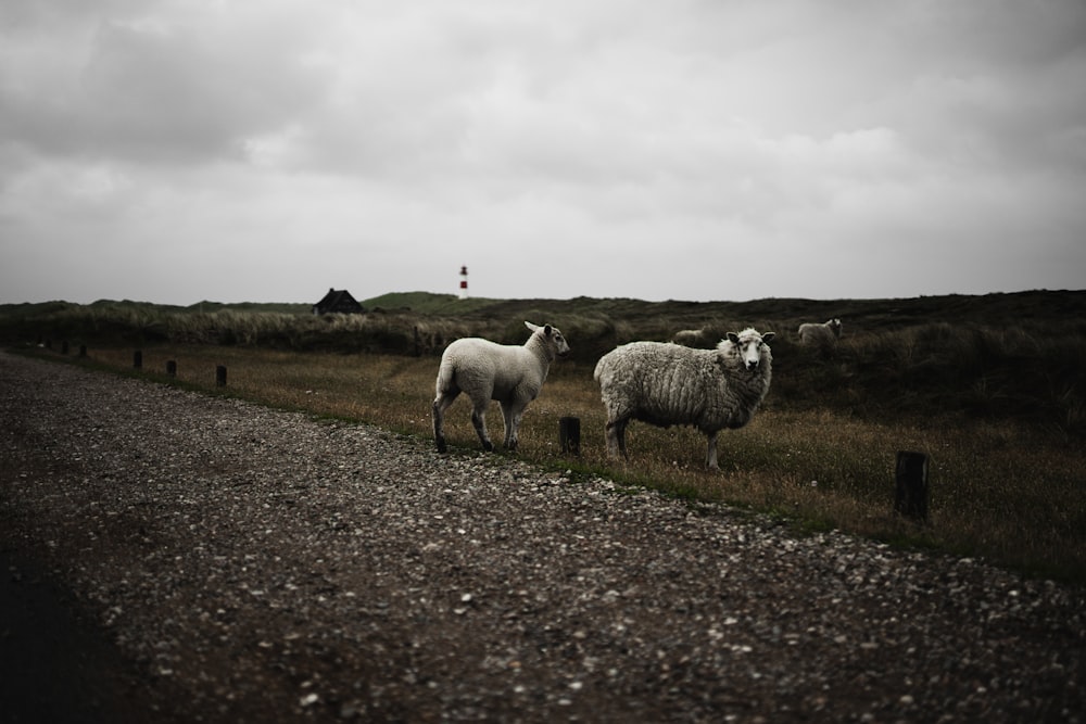 troupeau de moutons sur un champ d’herbe verte sous un ciel nuageux blanc pendant la journée