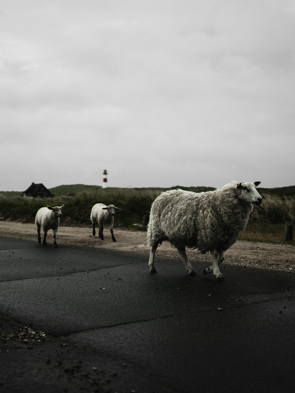 troupeau de moutons sur la route goudronnée grise sous un ciel nuageux blanc pendant la journée