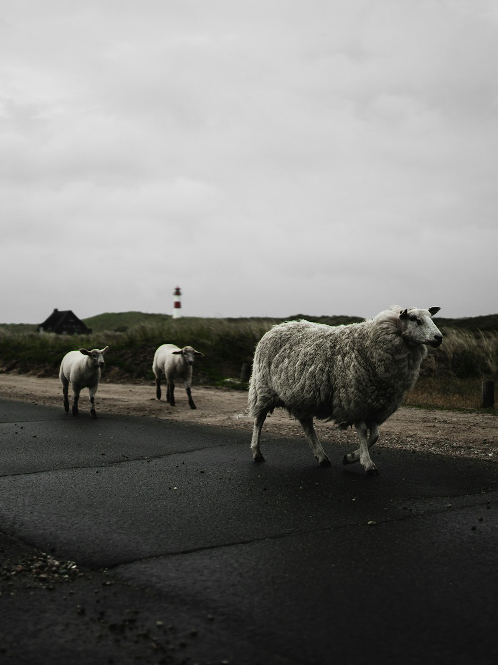 Rebaño de ovejas en camino asfaltado gris bajo cielo nublado blanco durante el día