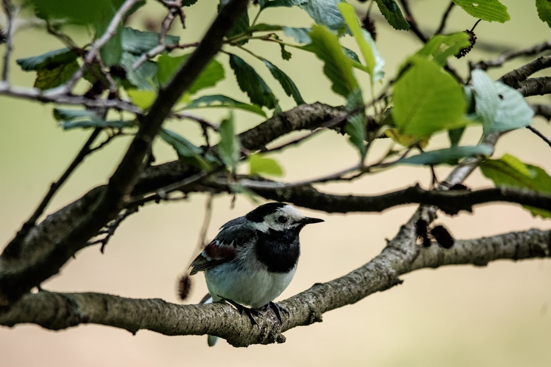 blue and white bird on tree branch