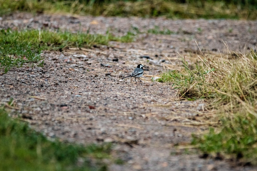 black and white bird on ground during daytime