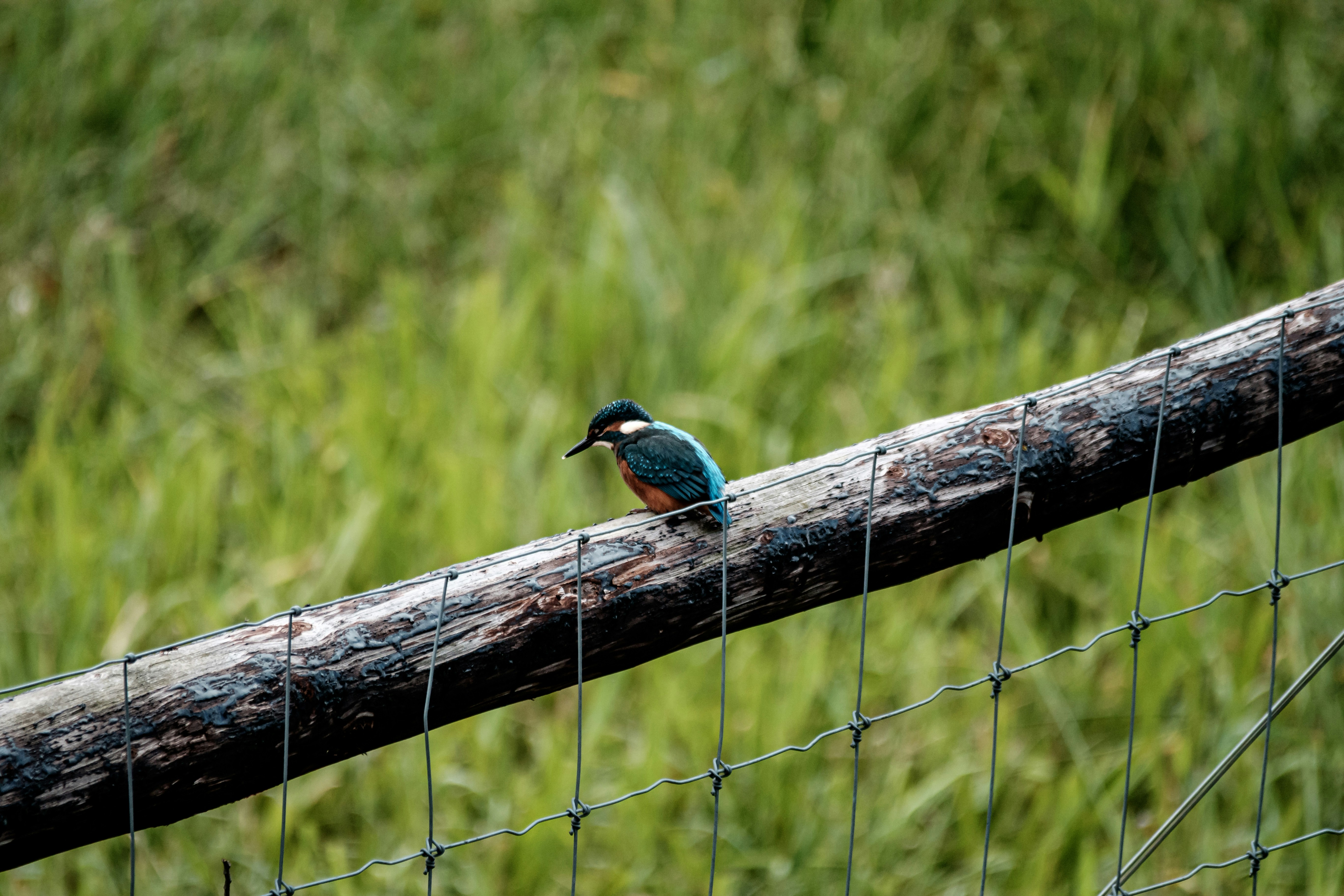 Blue and brown bird on brown tree branch during daytime photo Free