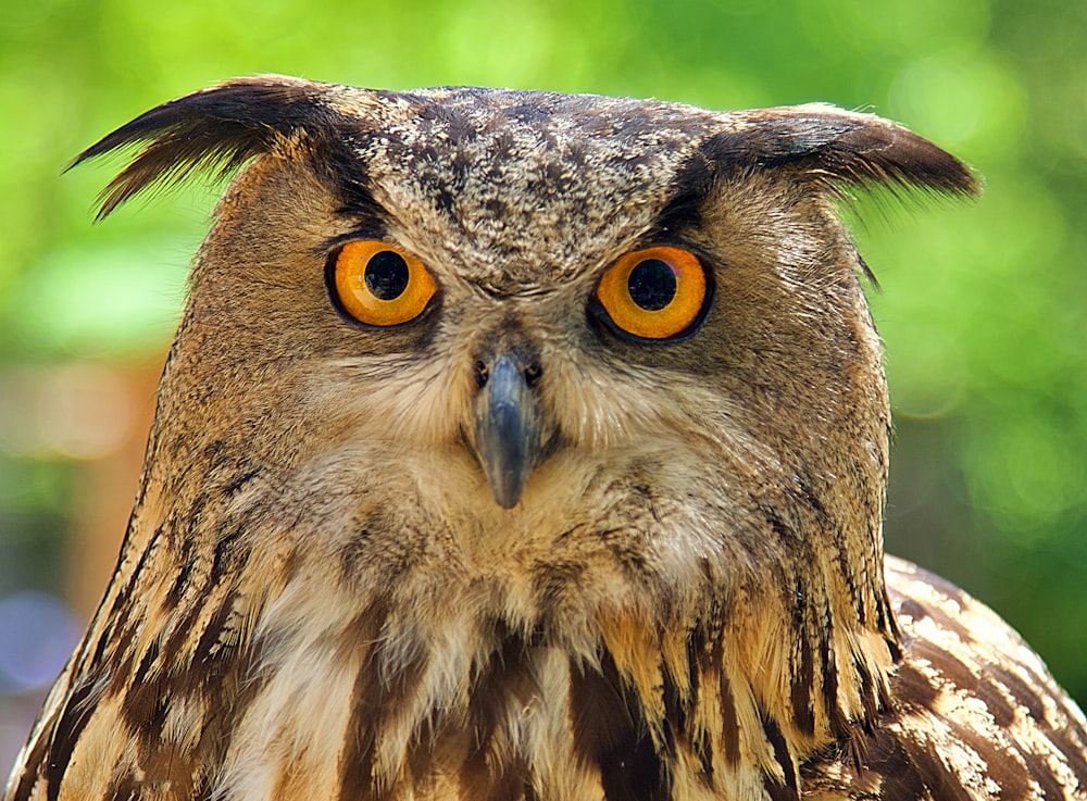 brown and black owl in close up photography