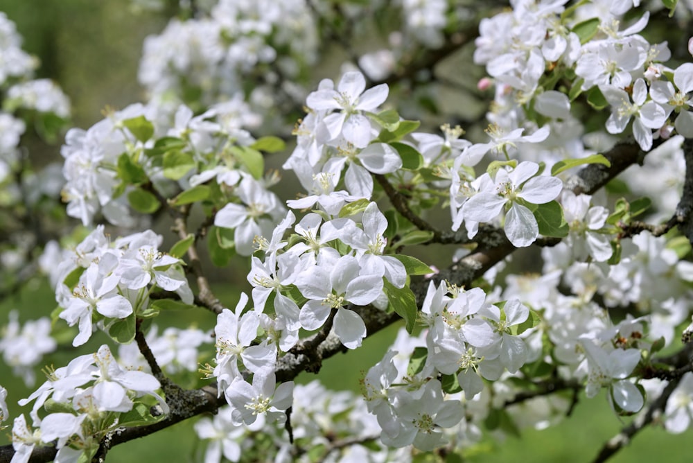 white flowers on brown tree branch during daytime