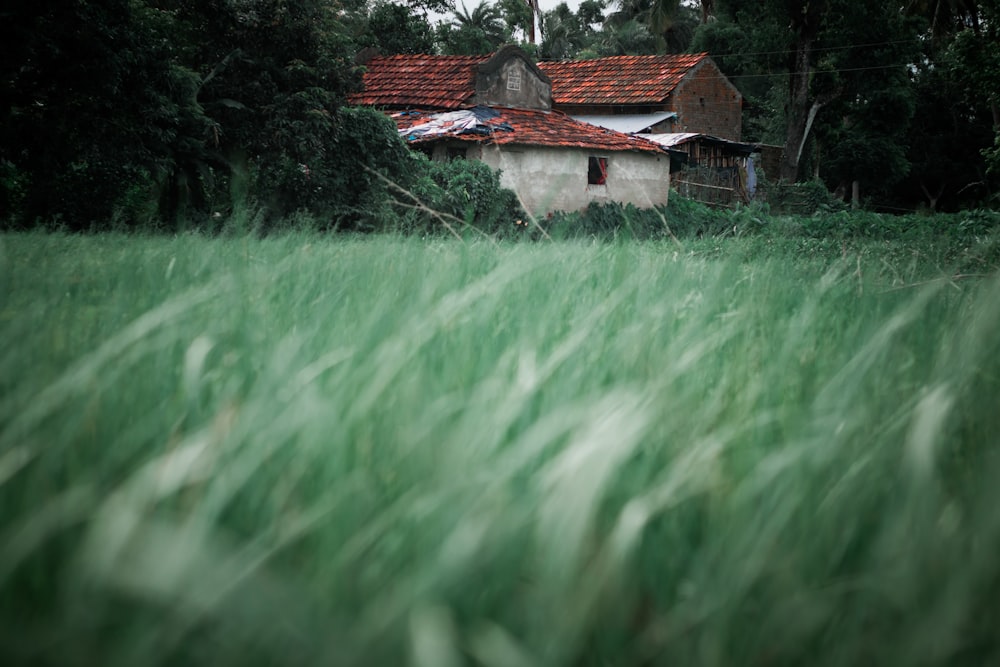 casa de madeira vermelha e marrom no campo verde da grama