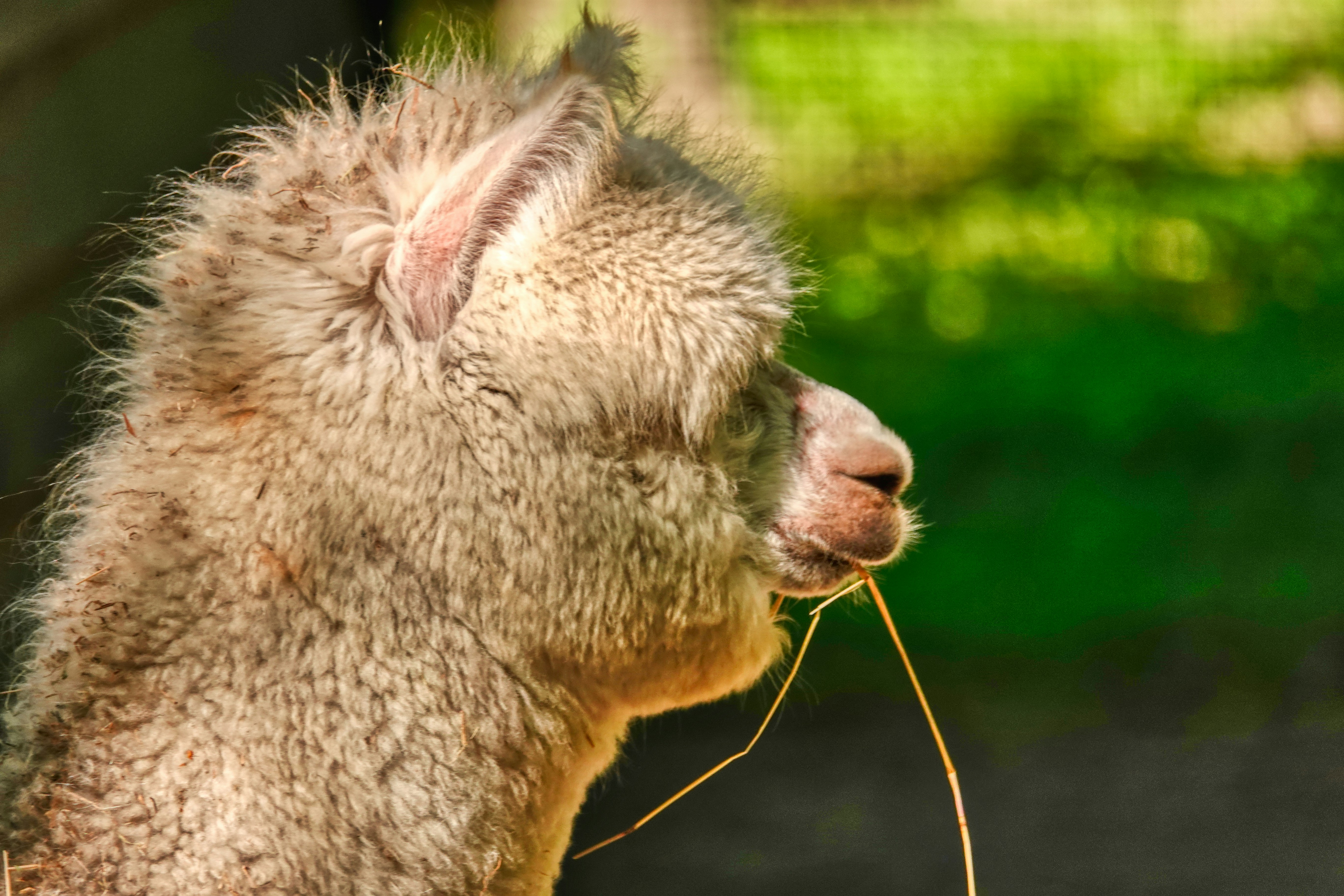Veterinary acupuncture and pet therapy rooms: designing for animal wellness in dog-friendly homes