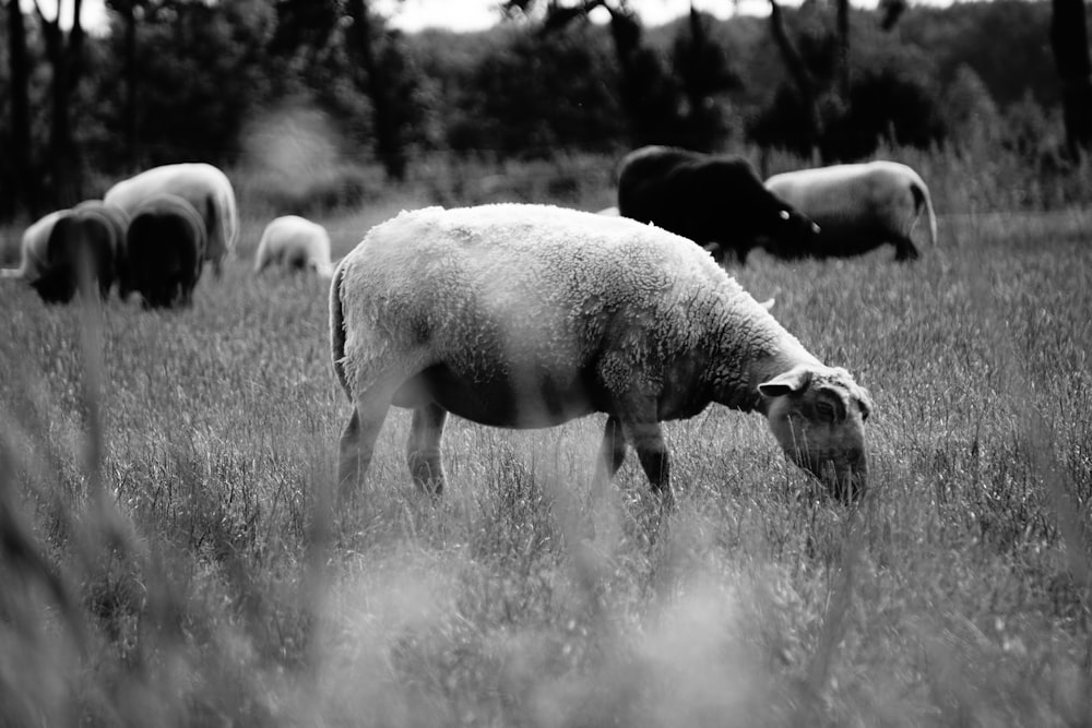 grayscale photo of 2 sheep on grass field