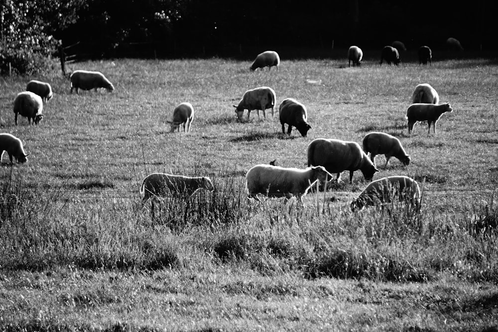 grayscale photo of herd of sheep on grass field