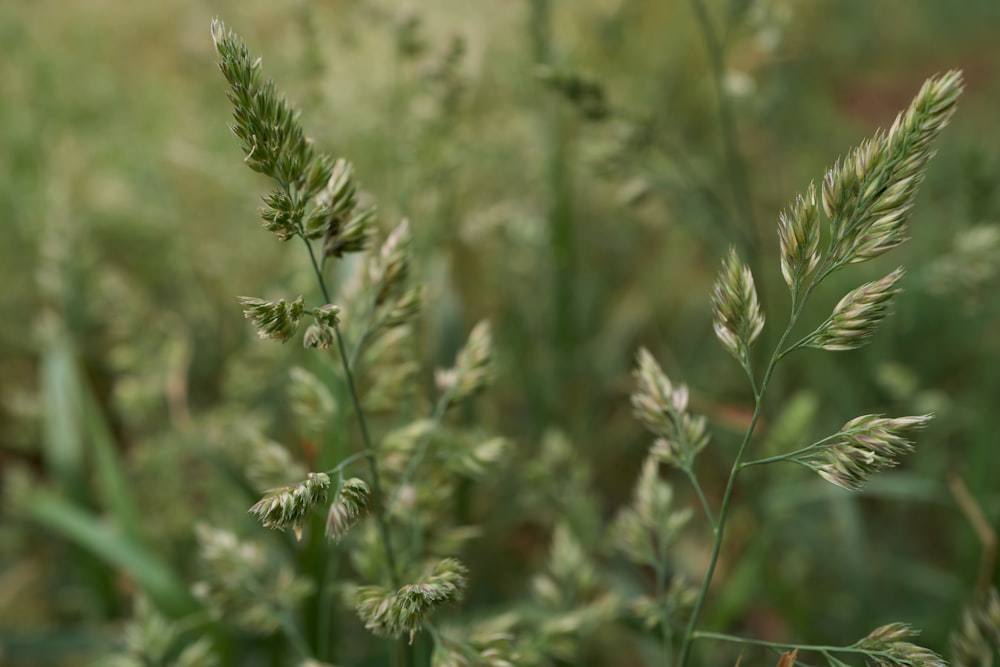 green plant in close up photography