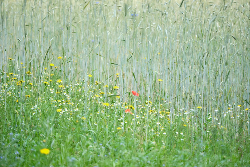 red flower on green grass field during daytime