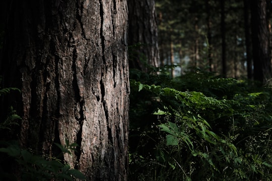 brown tree trunk surrounded by green plants in Selånger Sweden