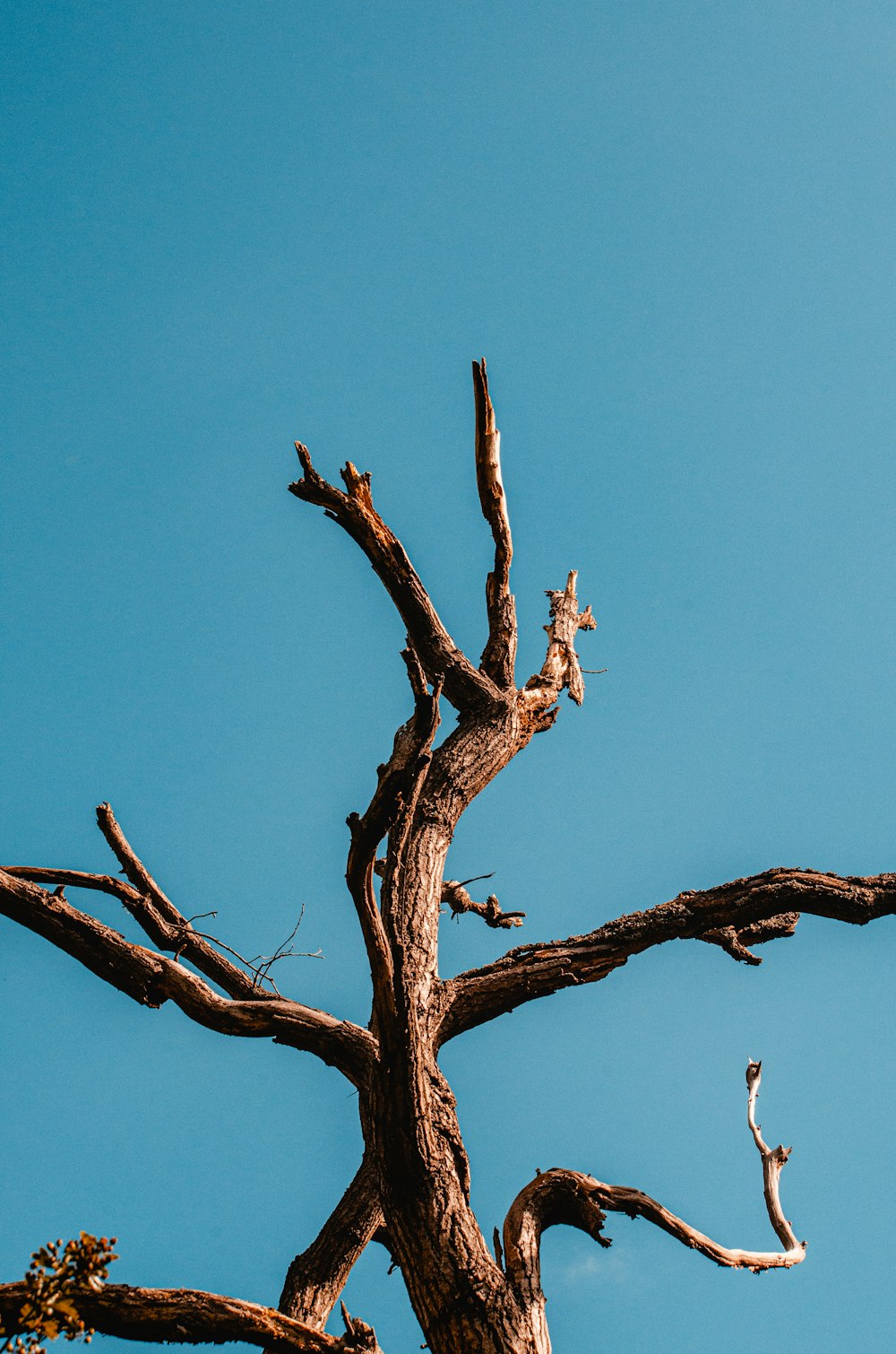 brown bare tree under blue sky during daytime