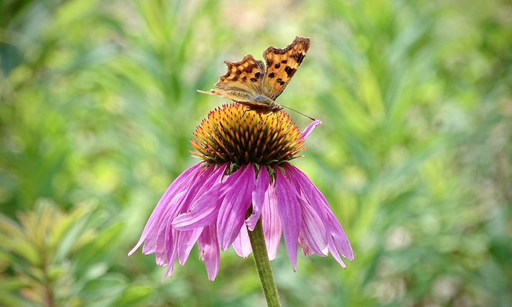 brown and black butterfly on purple flower