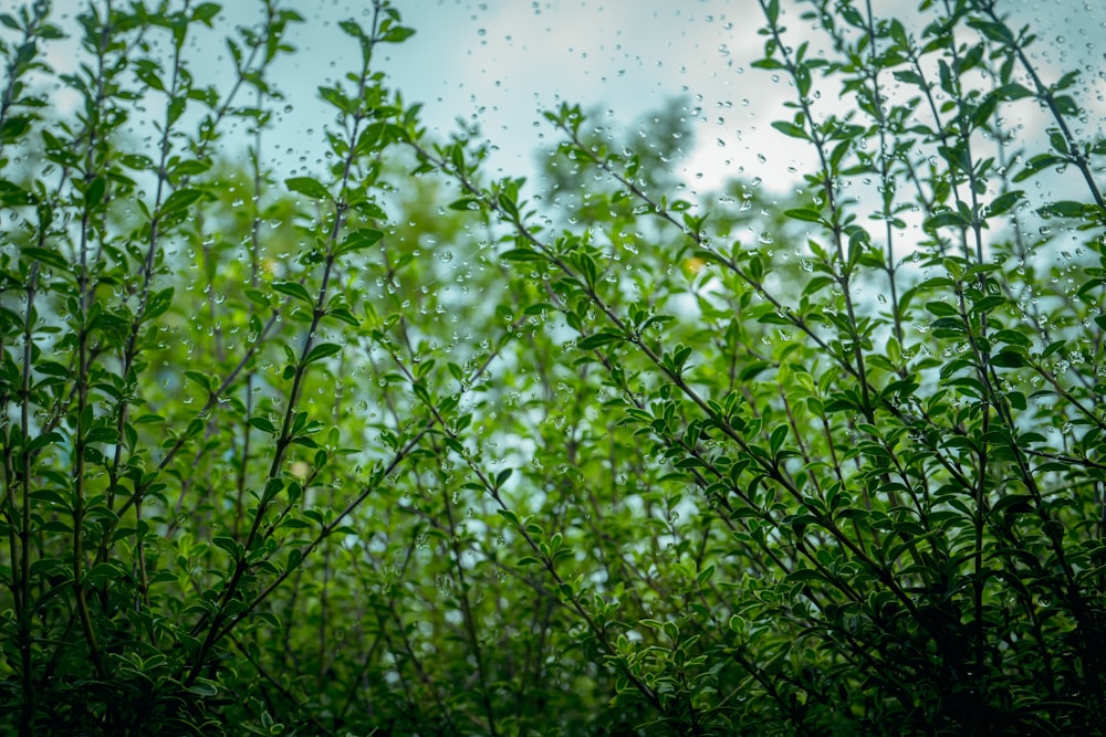 green grass under sunny sky