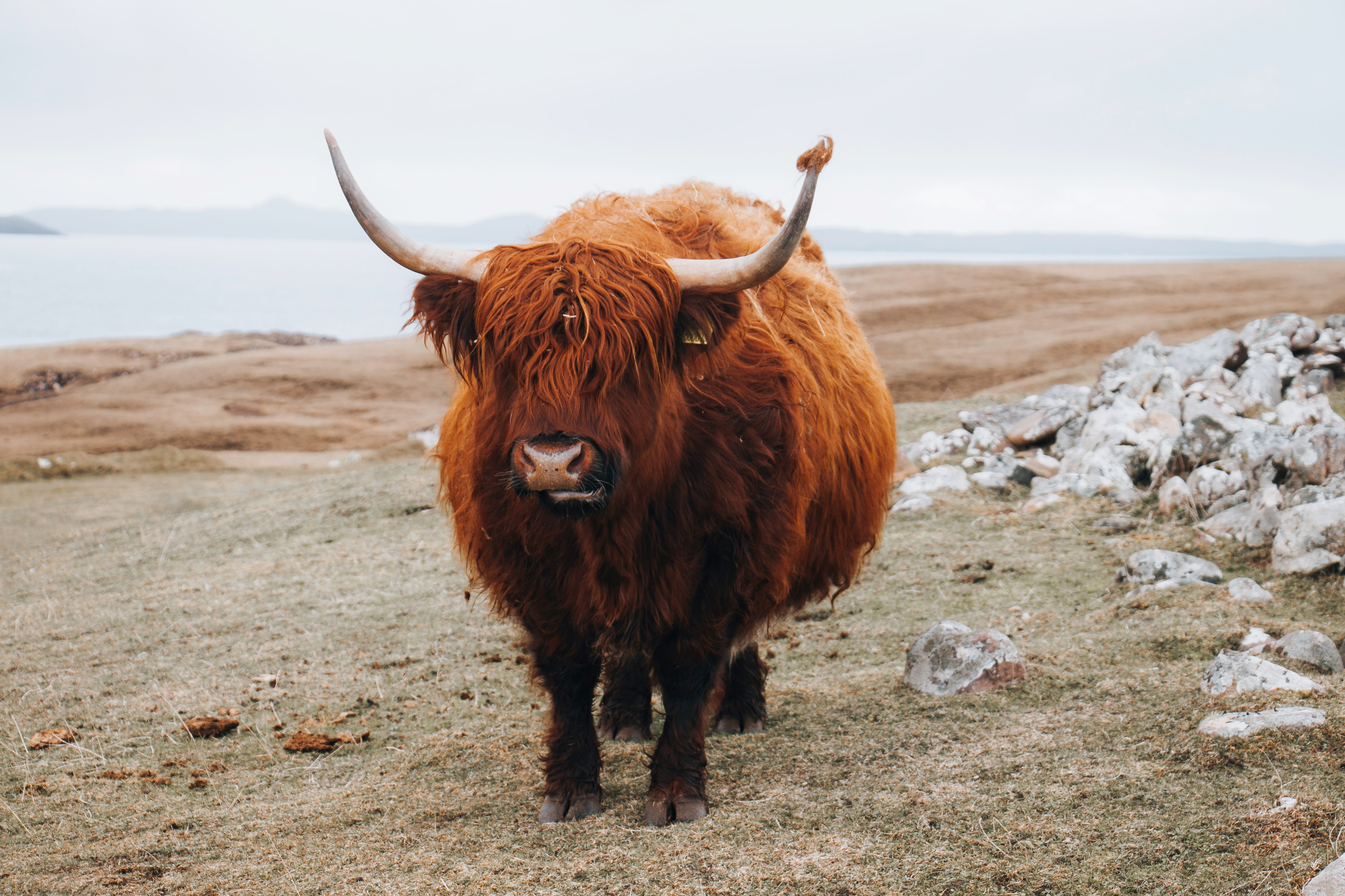 brown yak on gray sand during daytime