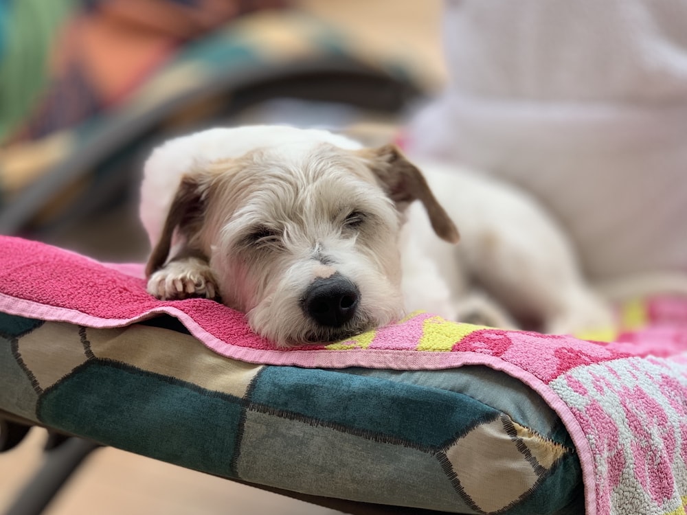 white long coated small dog lying on green and pink textile