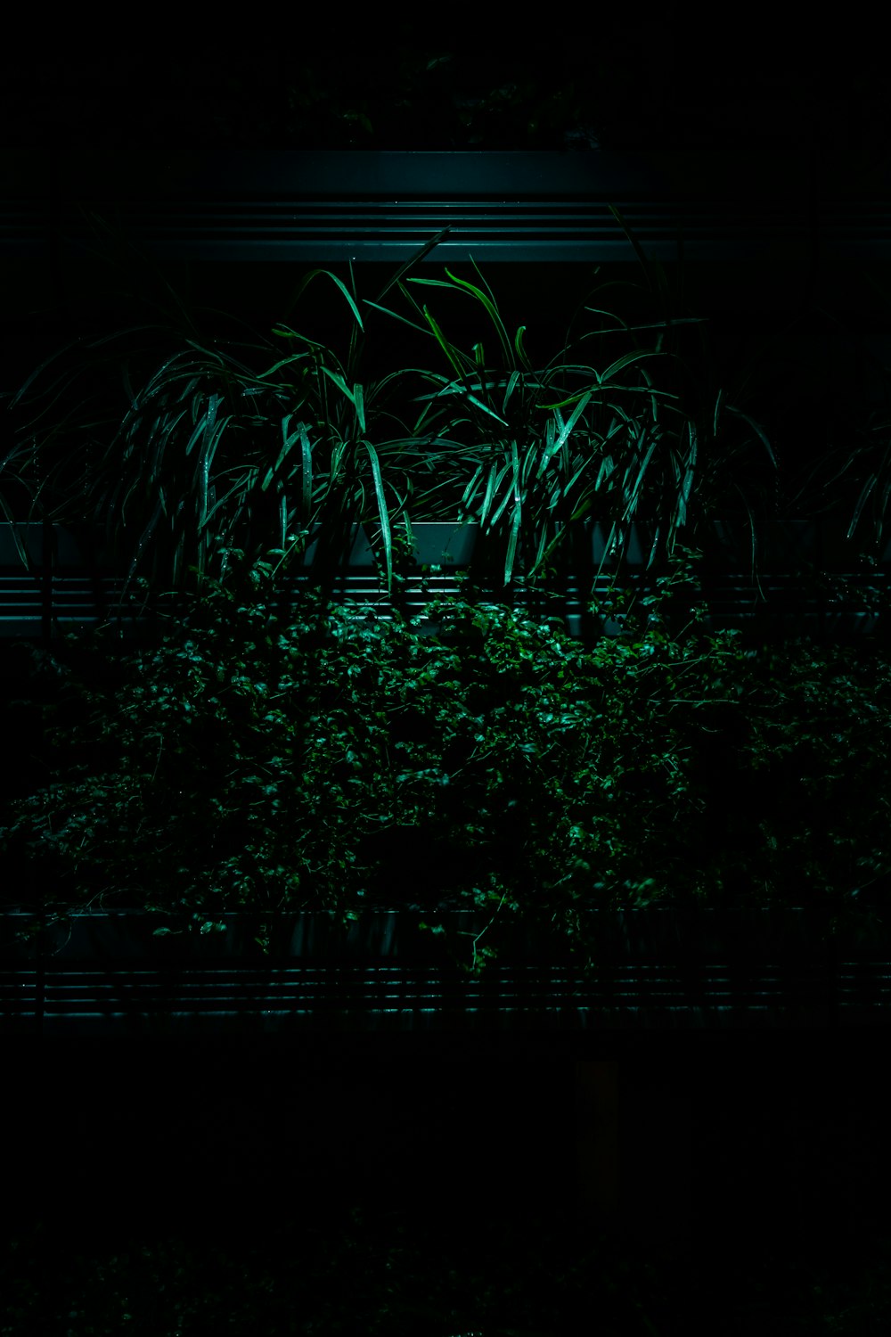 green leaves on brown wooden frame