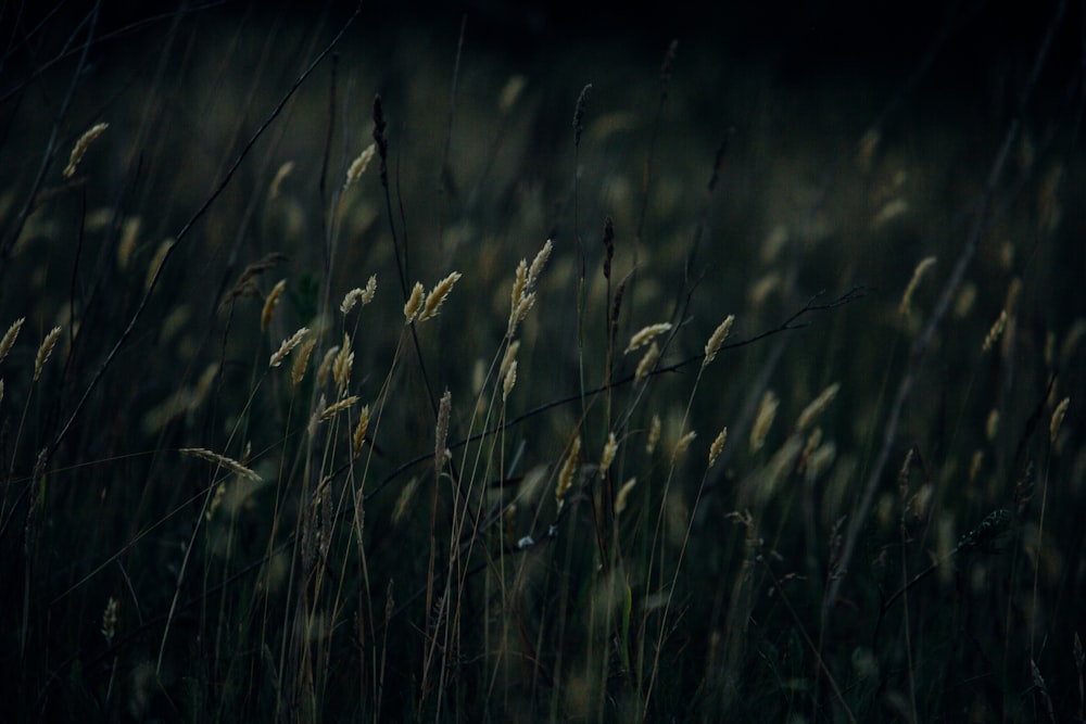 green grass field during daytime